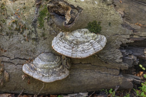 Tinder fungus (Fomes fomentarius) on dead wood, Bavaria, Germany
