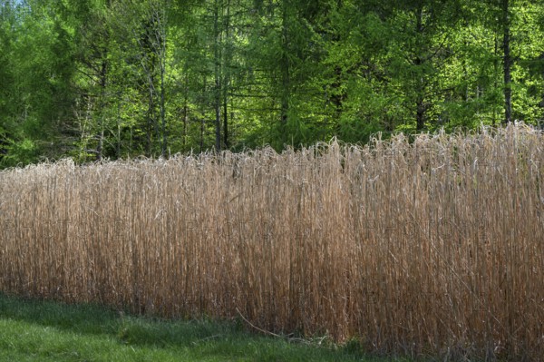 Reed cultivation (Miscanthus), Franconia, Bavaria, Germany