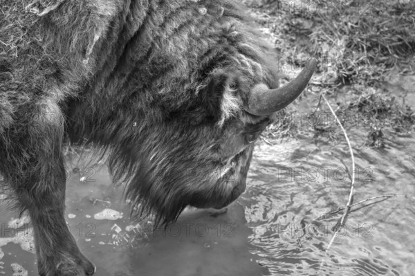 European bison (Bison bonasus) in a stream, wildlife park, Bavaria, Germany