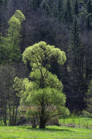 May green willow (Salix) in a valley, Bavaria, Germany