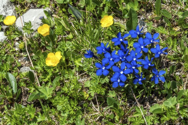 Spring gentian (Gentiana verna), and Ranunculus repens (Ranunculus repens), flowering, Oberallgäu, Bavaria, Germany