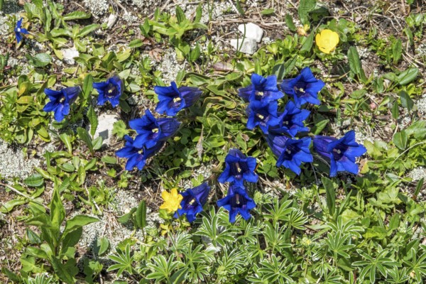 Gentian (Gentiana), flowering, Oberallgäu, Bavaria, Germany