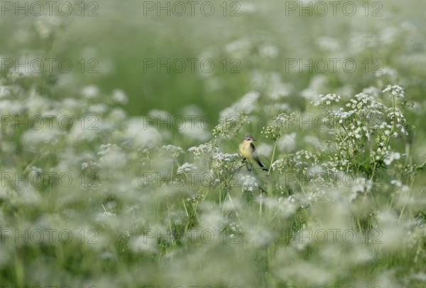 Yellow wagtail (Motacilla flava) sitting in meadow chervil (Anthriscus sylvestris), Lower Rhine, North Rhine-Westphalia, Germany