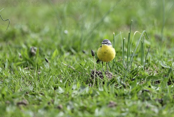 Yellow wagtail (Motacilla flava), in a meadow, Lower Rhine, North Rhine-Westphalia, Germany