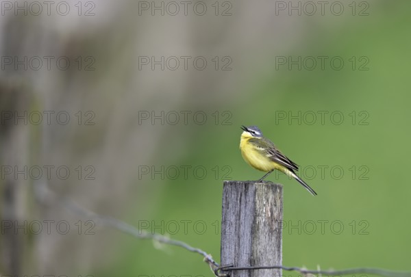 Singing grey wagtail (Motacilla flava), sitting on a pole, Lower Rhine, North Rhine-Westphalia, Germany