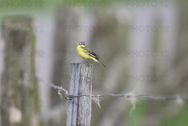 Yellow wagtail (Motacilla flava), sitting on a pole, Lower Rhine, North Rhine-Westphalia, Germany