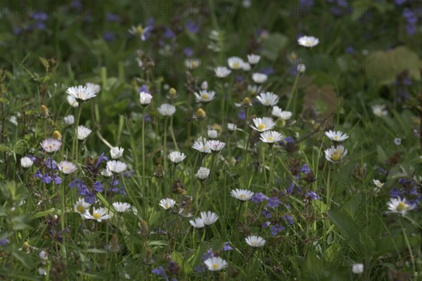 Flower meadow with daisies (Bellis perennis), Lower Rhine, North Rhine-Westphalia, Germany