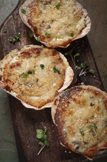 Scallop shells, stuffed, baked with cheese, in the oven, julienne with scallops