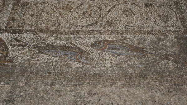 ©Udo Rein, Antique mosaic on a floor with fish images, water basin, Casa Romana, Kos Town, Kos, Dodecanese, Greek Islands, Greece