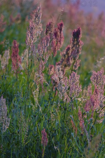 Meadow in spring in the evening light, Germany