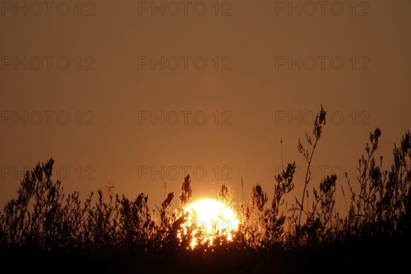 Sun in the evening in June, Wiese, Germany