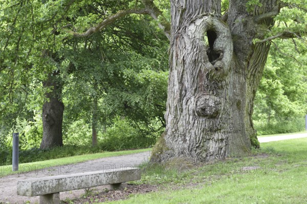 Old English oak, German oak, Eichenbrüder, (Quercus robur) in Putbus Castle Park, Rügen, Mecklenburg-Western Pomerania, Germany