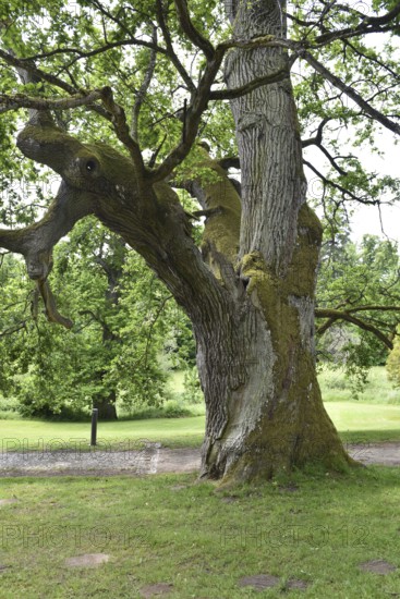Old English oak, German oak, Eichenbrüder, (Quercus robur) in Putbus Castle Park, Rügen, Mecklenburg-Western Pomerania, Germany