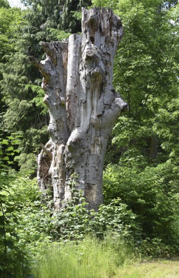 Deadwood, dead tree, tree death in Putbus Castle Park, Rügen, Mecklenburg-Western Pomerania, Germany