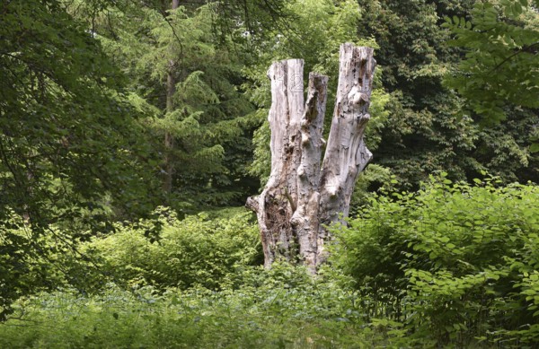 Deadwood, dead tree, tree death in Putbus Castle Park, Rügen, Mecklenburg-Western Pomerania, Germany