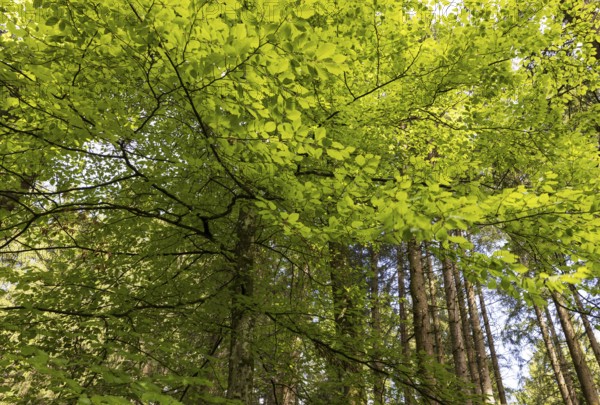 Beech forest, branches with green leaves in the sun, forestry, Mondseeland, Salzkammergut, Upper Austria, Austria