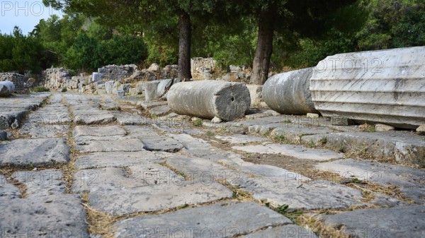 Ancient paved path with column remains and trees in a ruined environment, Archaeological Site, Western Excavation, Kos Town, Kos, Dodecanese, Greek Islands, Greece