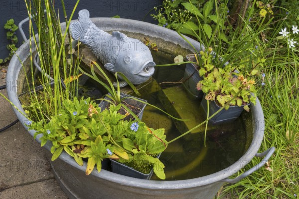 Small pond, tub with decorative fish and plants, North Rhine-Westphalia, Germany