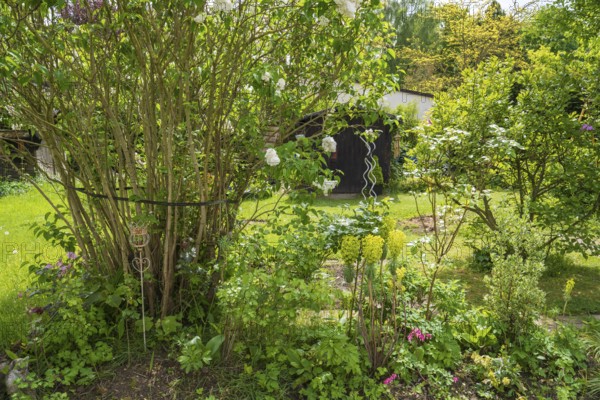 Garden with hut in spring, North Rhine-Westphalia, Germany