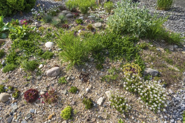 Front garden, allotment garden, gravel garden, spring, North Rhine-Westphalia, Germany