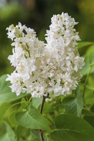 Blooming white lilac (Syringa vulgaris), North Rhine-Westphalia, Germany