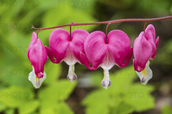 Watering heart (Lamprocapnos spectabilis), flowers, North Rhine-Westphalia, Germany