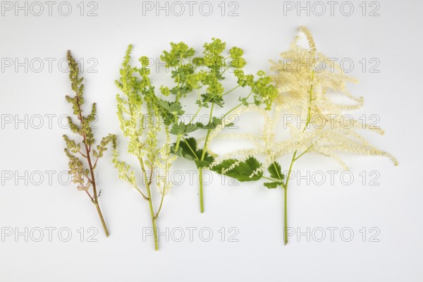 Branches of various flowers, spring bloomers on a white background
