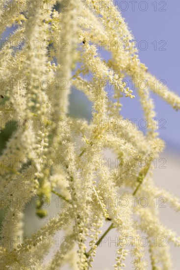 Delicate white flowers of the honeysuckle (Aruncus dioicus) against a blue sky, Neunkirchen, Lower Austria, Austria
