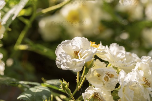 White climbing rose (Rosa) in bright daylight in a garden, Neunkirchen, Lower Austria, Austria