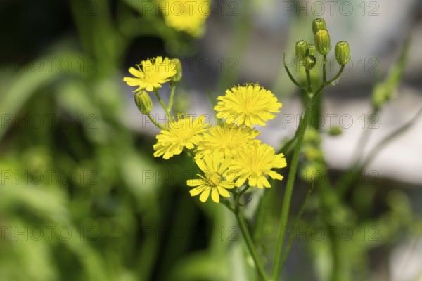 Bright yellow flowers of the Pippau (Crepis) in the sunlight, Neunkirchen, Lower Austria, Austria