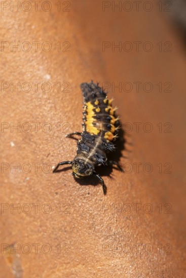 Close-up of a ladybird larva (Coccinellidae) with orange and black patterns, Neunkirchen, Lower Austria, Austria
