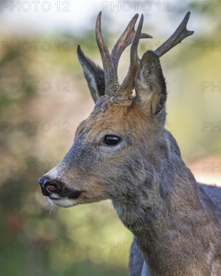 Roe deer (Capreolus capreolus) roebuck, buck hunting, hunting ground, May buck, horns, horns, portrait, head, Middle Elbe Biosphere Reserve, Saxony-Anhalt, Germany
