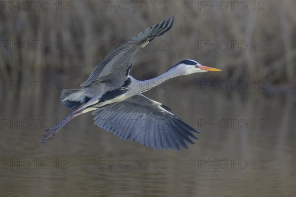 Grey heron (Ardea cinerea), adult heron in flight in front of reeds, Neckar valley, Baden-Württemberg, Germany