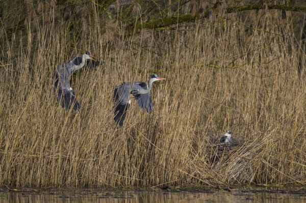 Grey heron (Ardea cinerea), disputes in front of the colony in the reeds, Neckar valley, Baden-Württemberg, Germany