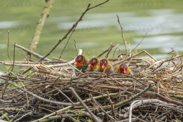 Two-day-old coelacanth (Fulica atra) in its nest. Bas rhin, Alsace, grand est, France