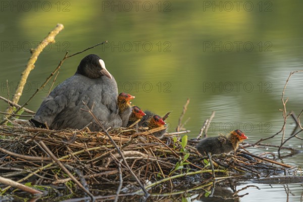 A burbot (Fulica atra) broods its two-day-old chicks on its nest. Bas rhin, Alsace, grand est, France