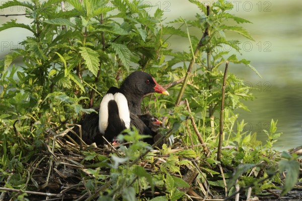 A Moorhen (Gallinula chloropus) on its nest broods its few-day-old chicks. Bas rhin, Alsace, grand est, France