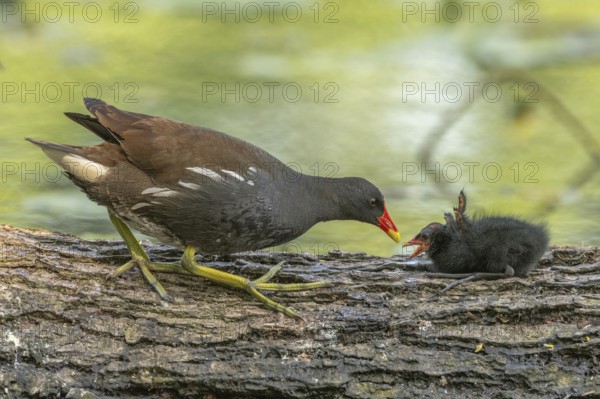A common moorhen (Gallinula chloropus) provides food for its two-week-old young owl. Bas rhin, Alsace, grand est, France