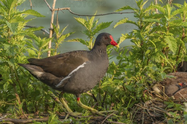 A pair of Common Moorhens (Gallinula chloropus) are looking after their few-day-old chicks.Bas rhin, alsace, grand est, France