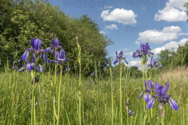 Siberian iris flowers in a meadow in a protected nature reserve. Herbsheim, Bas rhin, Alsace, grand est, France