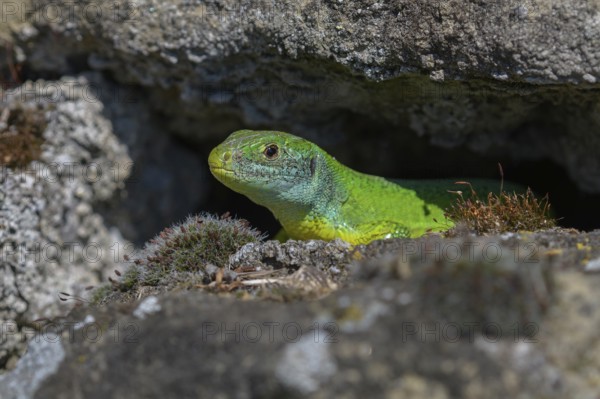 Western green lizard (Lacerta bilineata), resting on a stone of a dry stone wall, Neckar valley, Baden-Württemberg, Germany