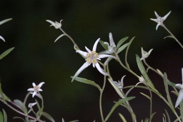 Edelweiss (Leontopodium alpinum), June, Germany