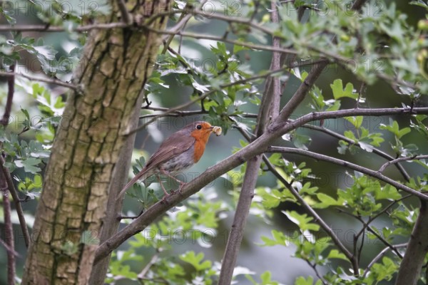 Robin in a tree, June, Germany