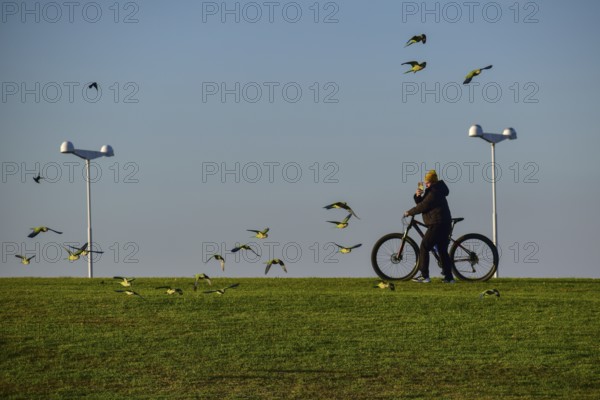 A flock of monk parakeets (Myiopsitta monachus) in a park in Buenos Aires in winter are filmed by a walker using a mobile phone, Buenos Aires, Argentina