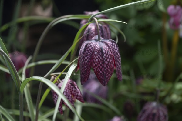 Chess flower (Fritillaria meleagris), Bavaria, Germany