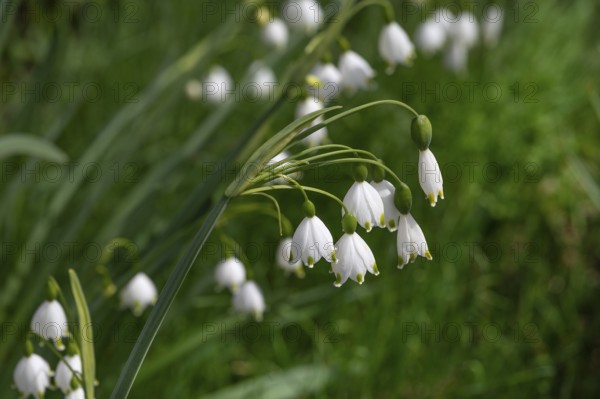Spring knotweed (Leucojum vernum), Bavaria, Germany