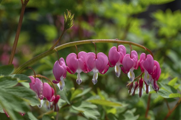 Watering Heart (Lamprocapnos), Bavaria, Germany