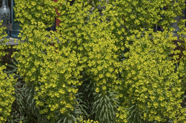 Mediterranean spurge (Euphorbia characias ssp. wulfenii), Bavaria, Germany