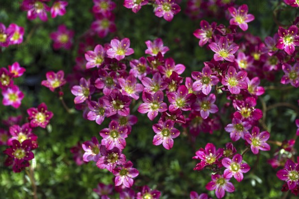 Moss saxifrage (Saxifraga × arendsi), Bavaria, Germany