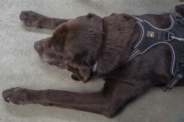 Dog, old, resting Labrador, Bavaria, Germany